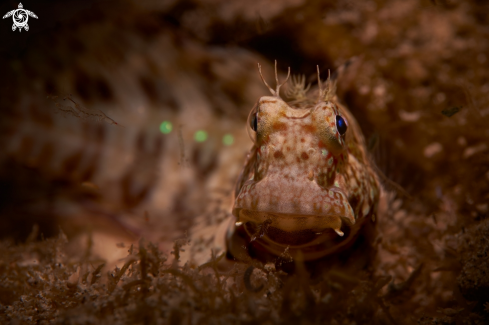 A BLENNY