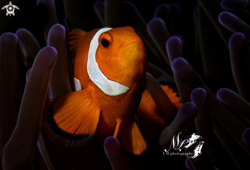 A Clownfish with anemona 