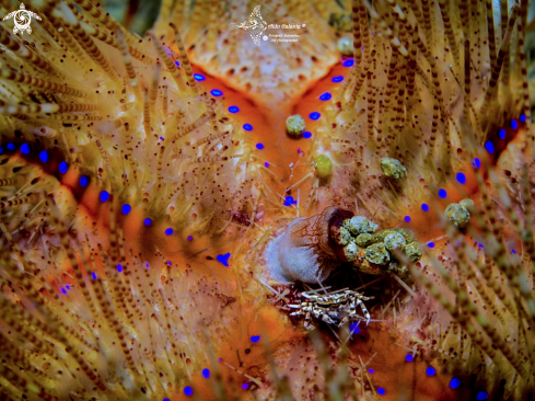 A Astropyga radiata (Leske, 1778) - Zebrida adamsii (White, 1847) | Fire Urchin - Zebra Crab