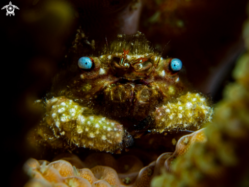 A Cymo melanodactylus  | Furry Coral Crab 