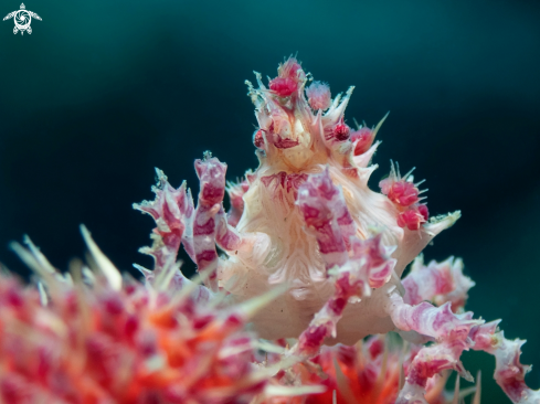 A Candy crab