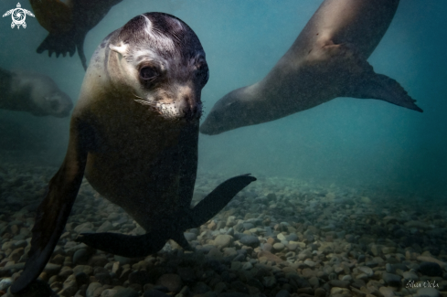 A California Sea Lion