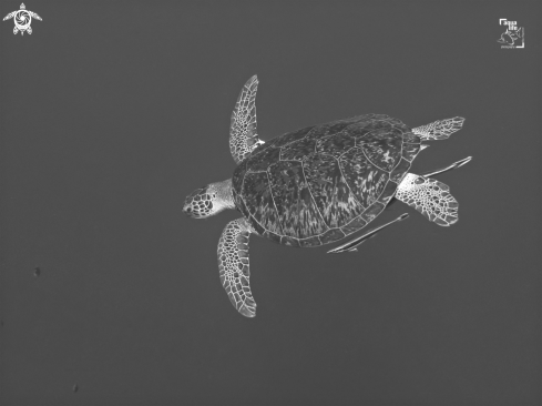 A Chelonia mydas | Green Sea Turtle