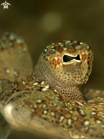 A Wide eyed Flounder