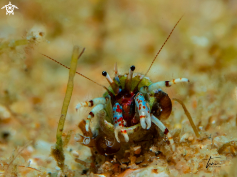 A Calcinus tubularis | Tube Hermit crab