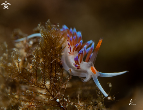 A Cratena peregrina | Cratena peregrina