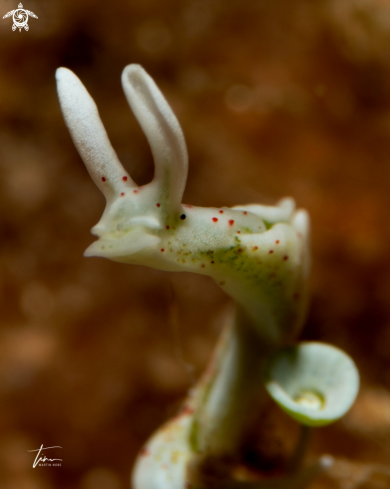 A Elysia timida | Sapsucker slug