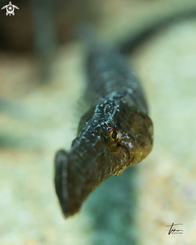 A Grassneedlefish