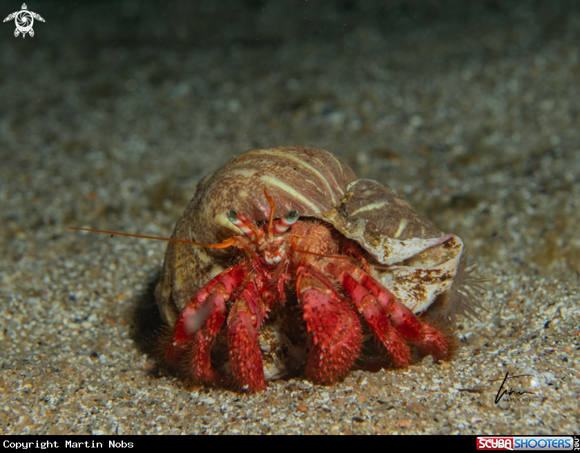 A Red Hermitcrab