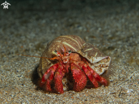 A Red Hermitcrab