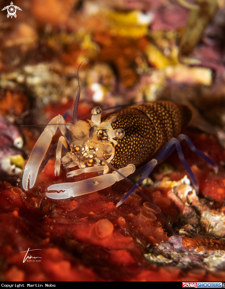 A Mediterranean Bumblebee shrimp
