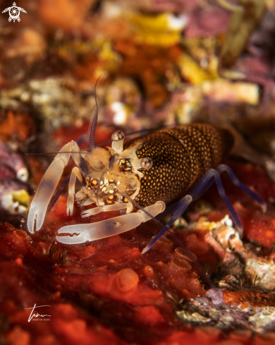 A Mediterranean Bumblebee shrimp