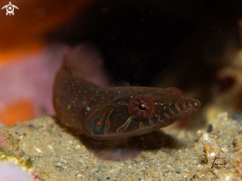 A Lepadogaster candollei | Shore Clingfish