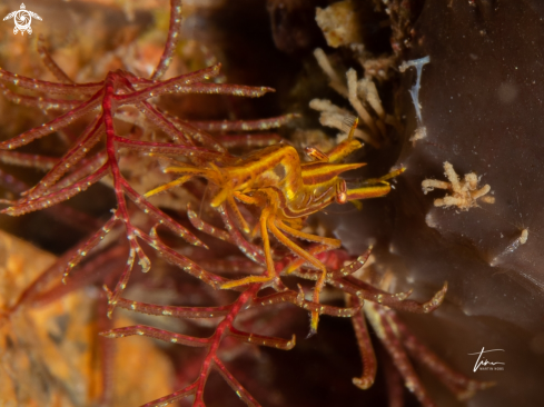 A Hyppolite prideauxiana | Mediterranean Featherstarshrimp