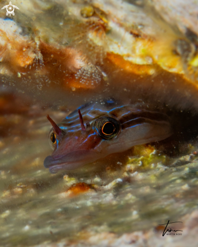 A Lepadogaster lepadogaster | Clingfish