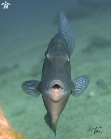 A Grey Triggerfish