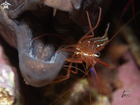 A Red Cleanershrimp