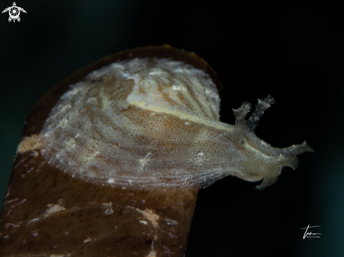 A Petalifera petalifera | Seahare