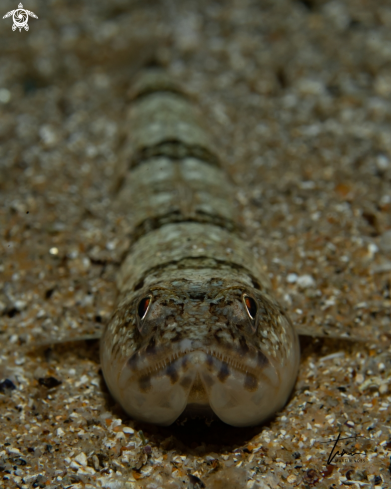 A Lizardfish