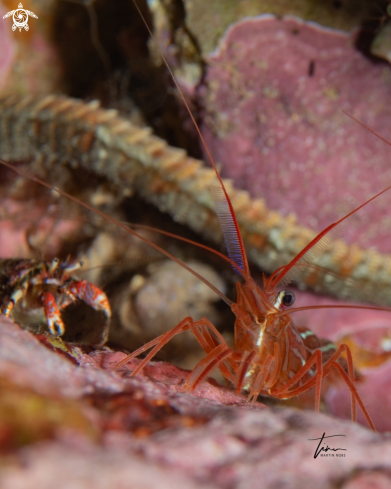 A Red Cleanershrimp