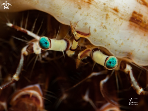 A Pagurus anachoretus | Hermit crab