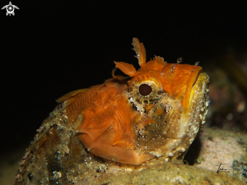 A Scorpaena porcus | Brown Scorpionfish