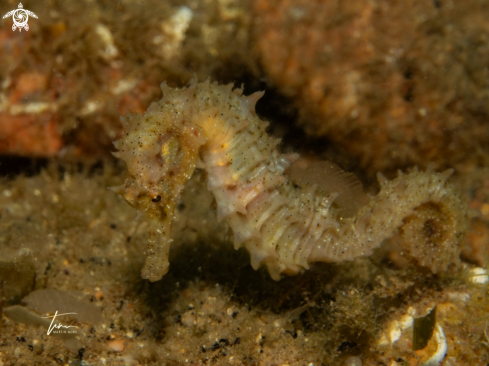 A Seahorse