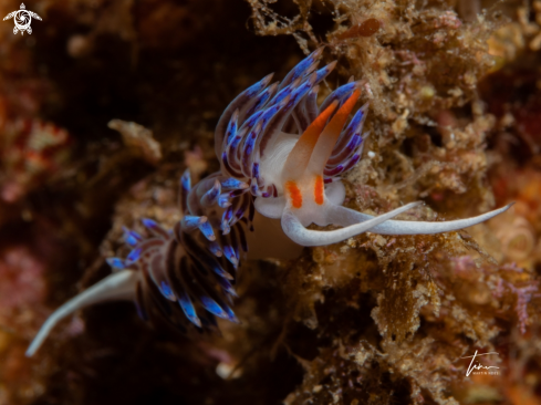 A Cratena peregrina | Cratena peregrina