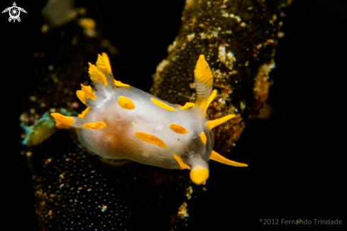 A underwater creature