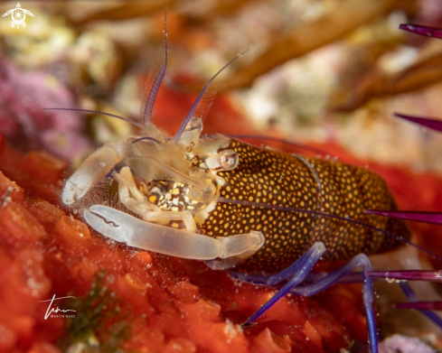 A Gnathophyllum elegans | Mediterranean Bumblebeeshrimp