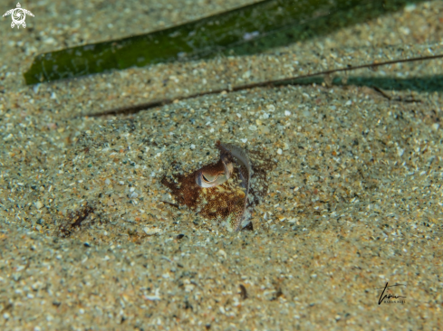 A Cuttlefish