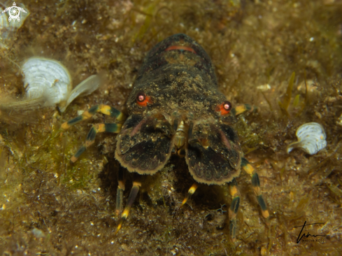 A Scillarus arctus | Locust Lobster