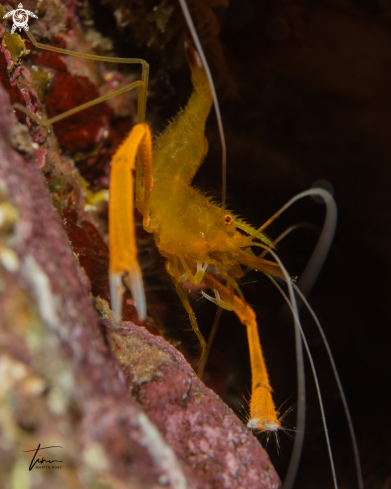 A Stenopus longicauda | Golden coral shrimp