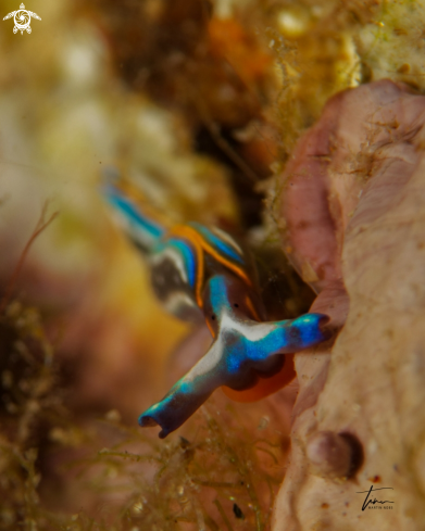 A Thuridilla hopei | Striped sapsucker slug