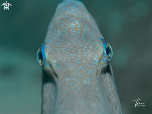 A Balistes capriscus | Mediterranean Triggerfish