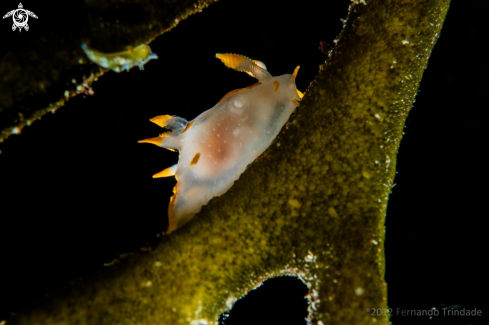 A Polycera quadrilineata | 