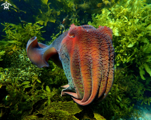 A Australian giant cuttlefish