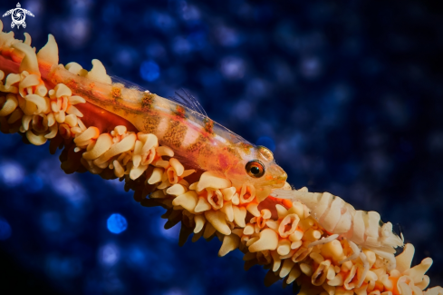 A GOBY & SHRIMP