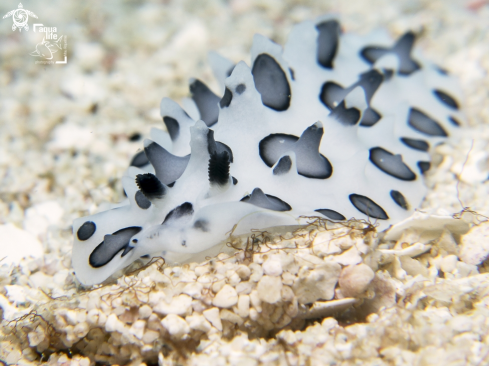 A Black Spotted Nudibranch