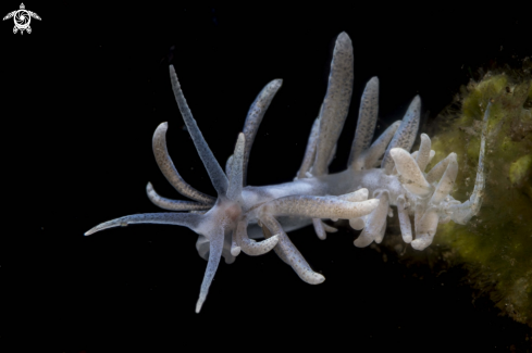 A Phyllodesmium hyalinum