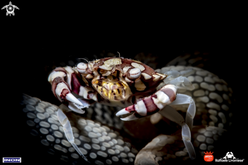 A Harlequin crab