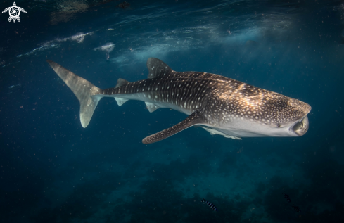 A Whale shark 