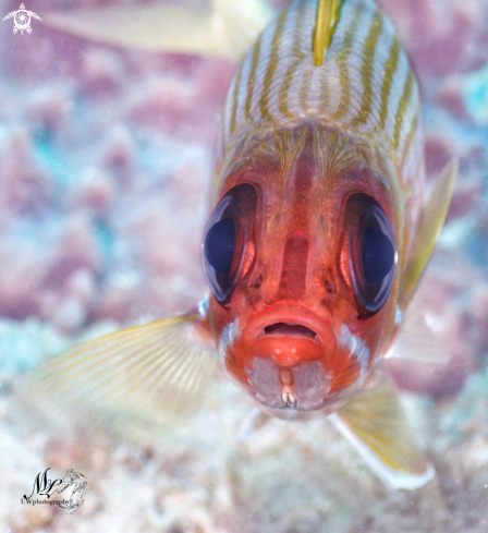 A Holocentrus adscensionis | Squirrelfish 