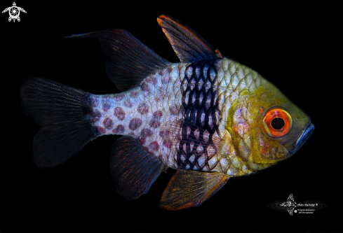 A Sphaeramia nematoptera (Bleeker, 1856) | Pijama Cardinalfish