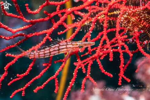 A Oxycirrhites typus Bleeker, 1857 | Longnose hawkfish