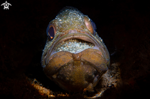 A Cardinalfish