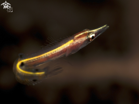 A Lucayablennius zingaro | Arrow Blenny