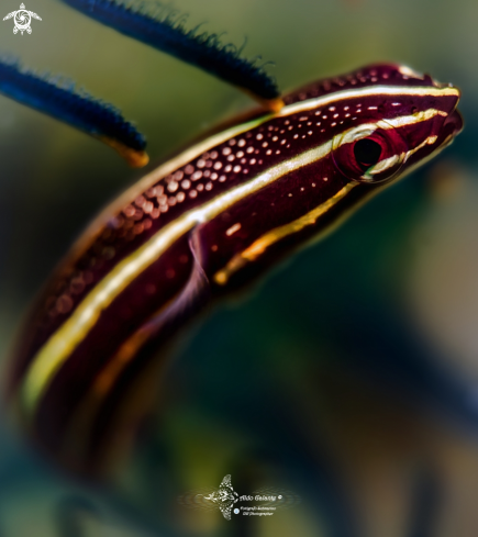 A Lepadichthys lineatus (Briggs, 1966) | Crinoid Clingfish 