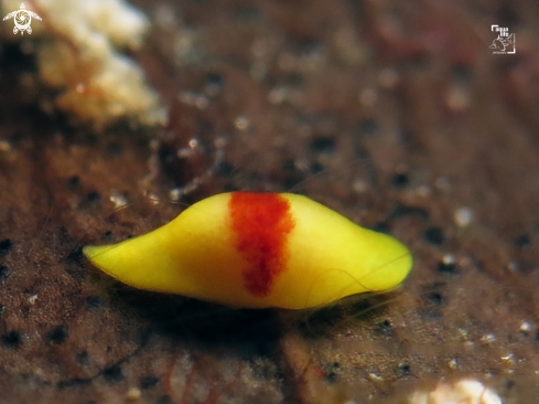 A Red Spot Banana Worm