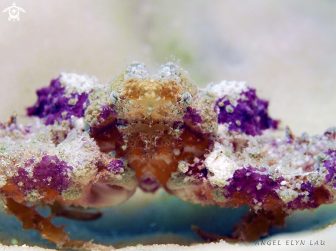 A Colourful Crab